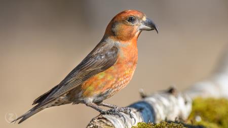 05 foto ZoranVidrih (1)